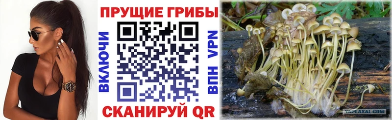 Купить где  Котовск  Псилоцибиновые грибы Magic Shrooms 